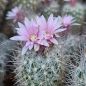Preview: Escobaria strobiliformis